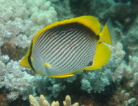 Chaetodon melannotus8573.jpg