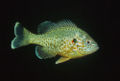 Lepomis gibbosus-443.jpg