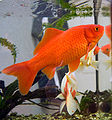 Commongoldfish199287.jpg