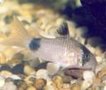 Corydoras panda1.jpg