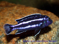 Mainganocichlid-6914.jpg