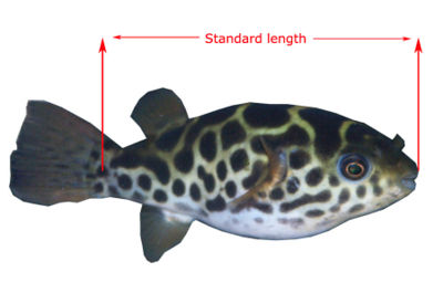 Standard length.jpg