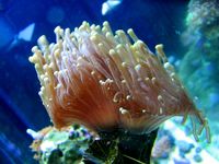 Torch Coral-4966.jpg