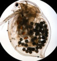 Daphnia magna01.jpg