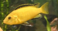 Electric Yellow Cichlid.jpg