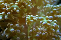 Frogspawncoral-3119.jpg