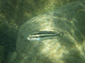 Melanochromis parallelus.jpg