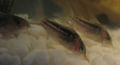 Three corydorus elegans close up.JPG