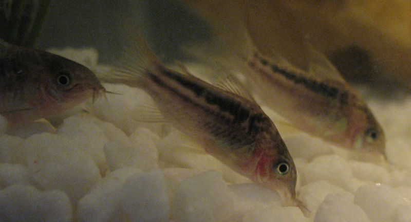 File:Three corydorus elegans close up.JPG