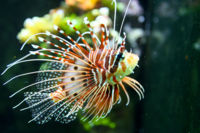 Pterois antennata-6228.jpg