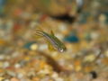 Zebra Danio-9043.jpg