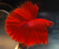 Redbetta-1018.jpg