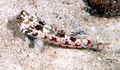 Synchiropus stellatus4537.jpg