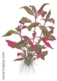 Alternanthera reineckii purple lilacina1.jpg