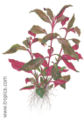 Alternanthera reineckii purple lilacina1.jpg