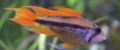 Male Cockatoo Orange.jpg