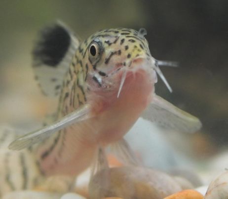 Corydoras