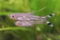 Rasbora trilineata.jpg