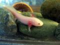 Axolotl-2505.jpg