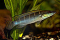 Crenicichla compressiceps-8529.jpg