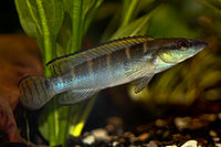 Crenicichla compressiceps-8529.jpg