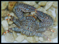 Blue porcelain crab.png