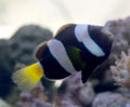 Clarkii clownfish.jpg