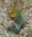 Yelloheadjawfish.jpg