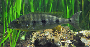 Boulengerochromis microlepis.jpg