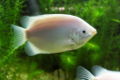 Kissinggourami-1379.jpg