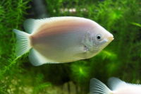 Kissinggourami-1379.jpg