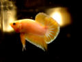 Plakatyellowbetta-1183.jpg