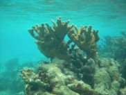 Acropora palmata-7384.jpg