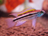 Apistogramma bitaeniata.jpg