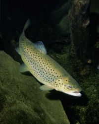 Salmo trutta.jpg