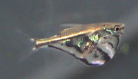 Carnegiella strigata.jpg