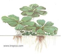 Pistia stratiotes.jpg