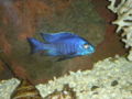 Copadichromis azureus-9426.jpg