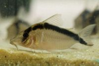 Corydoras narcissus9184.jpg