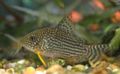 Corydoras sterbai 01.jpg