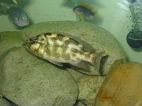 Nimbochromis Polystigma.jpg