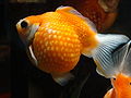 Pearlscalegoldfish-3857.jpg