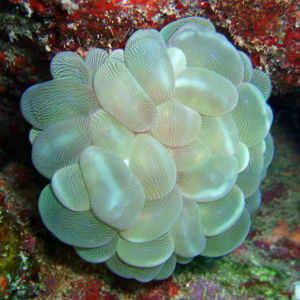 Bubble Coral