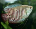 Gourami.jpg