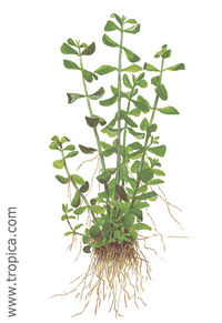 Bacopa monnieri1.jpg