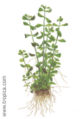 Bacopa monnieri1.jpg