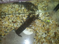 Common Yabby.jpg