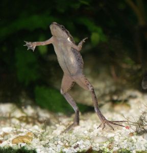 African Dwarf Frog