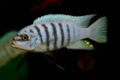 Metriaclima zebra maisoni 01.jpg