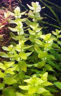 BACOPA CAROLINIANA2.jpg